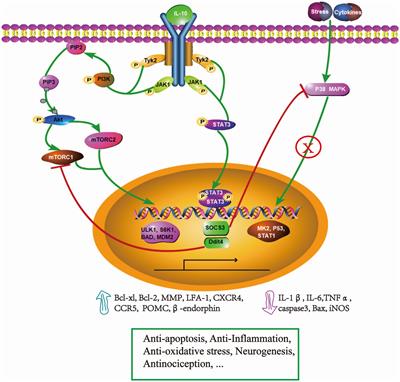 Neuroprotective effects of interleukin 10 in spinal cord injury